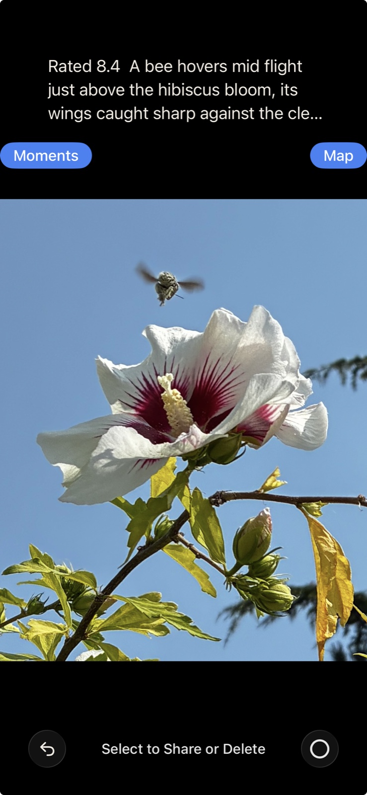 Expanded view of a bee hovering over a white hibiscus flower